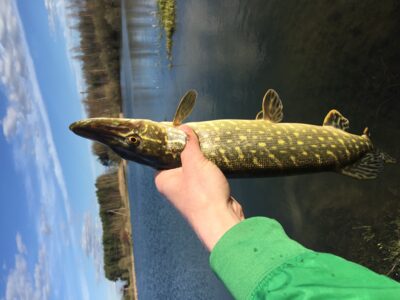 Northern Pike