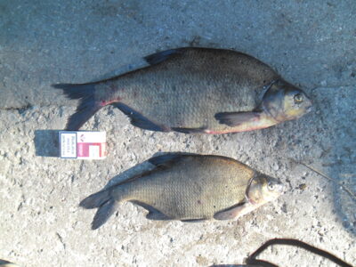 Carp bream, 3.4 kg — Lampėdis
