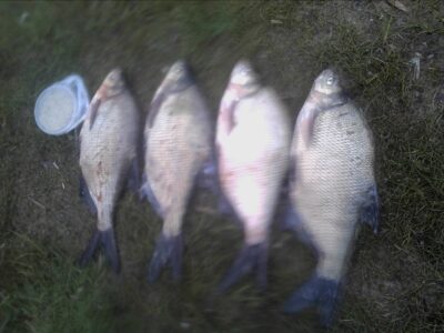 Carp bream ×5 — Dauniškis