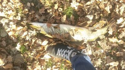 Northern Pike — Kaunas reservoir