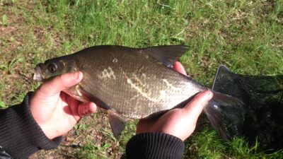 Carp bream — Arinas