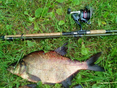Carp bream ×11 — Čičirys