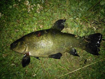 Tench