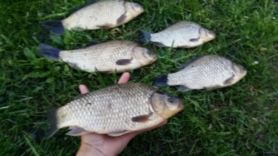 Prussian carp ×5 — Sidabravo
