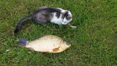 Crucian carp, 2.2 kg — Ilgis
