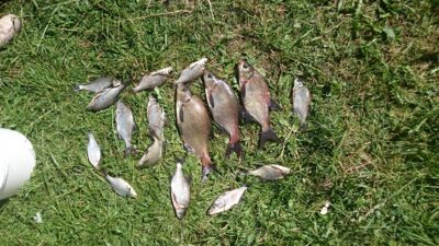 Carp bream — Alovės