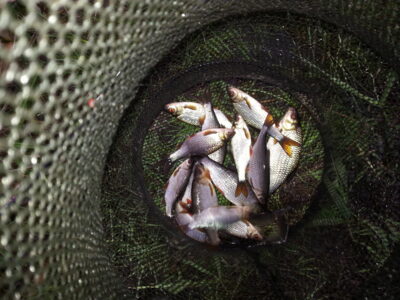 Roach ×18 — Šalčininkėlių