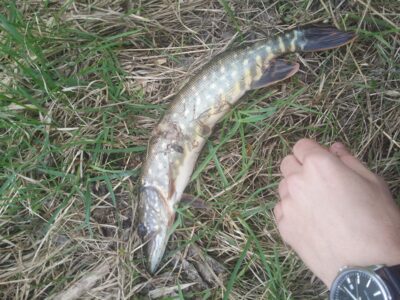 Northern Pike, 0.6 kg — Prūdelio
