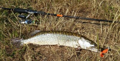 Northern Pike, 1.2 kg — Skirvytė