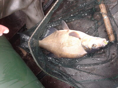 Carp bream, 1.5 kg — Arinas