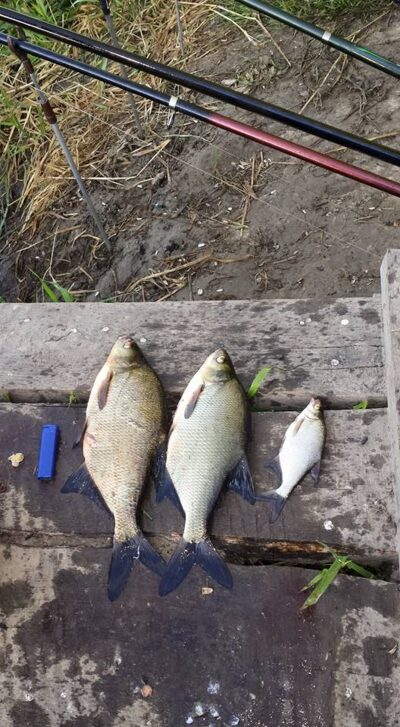 Carp bream ×3 — Nevėžis