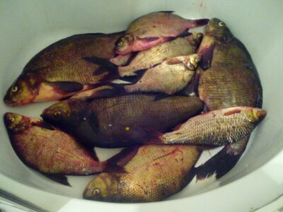 Carp bream ×15 — Čičirys