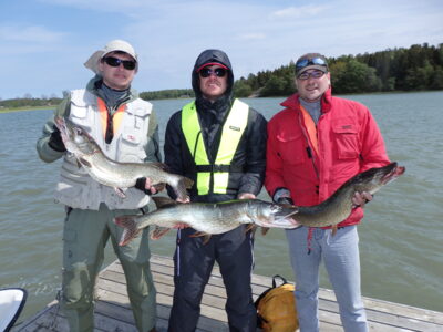 Northern Pike, 3.8 kg
