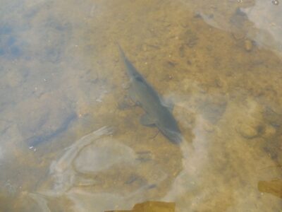 Tench, 0.4 kg — Kalnijų