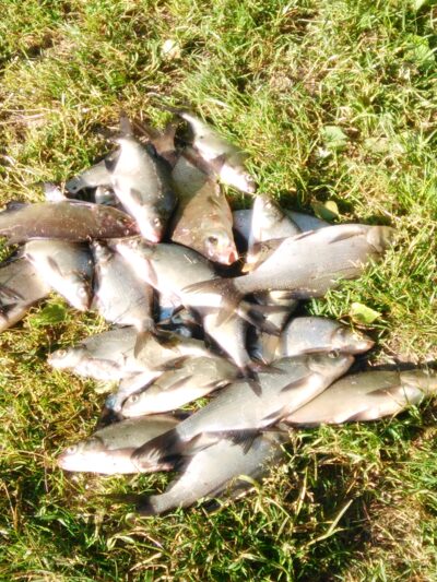 Carp bream ×25 — Lielukas