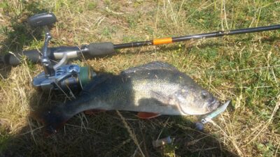 Eurasian perch, 0.4 kg — Skirvytė