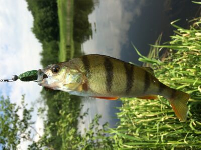 Eurasian perch ×2 — Dubysa