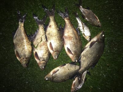 Carp bream ×6 — Neman River