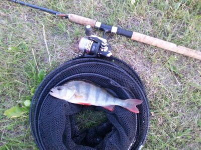 Eurasian perch, 0.4 kg — Šalčininkų II-asis