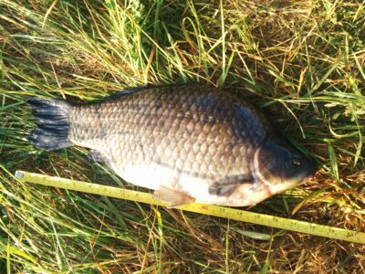 Prussian carp, 2.3 kg