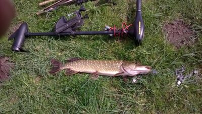 Northern Pike, 3.3 kg