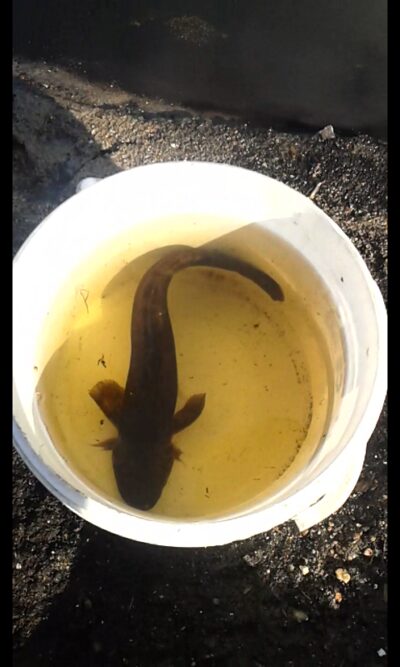 Burbot, 0.3 kg