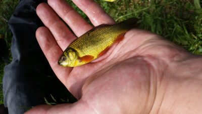 Crucian carp