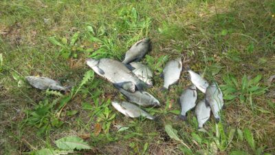 Carp bream ×17 — Veisiejis