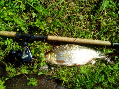 Roach, 0.6 kg — Čičirys