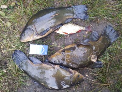 Tench ×3