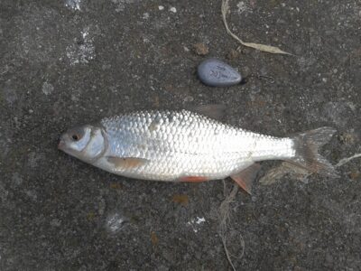 Roach ×8 — Kuršių