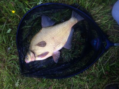 Carp bream, 2.3 kg