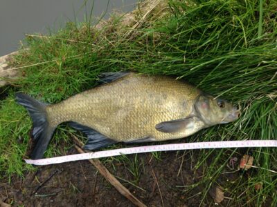 Carp bream, 1.9 kg