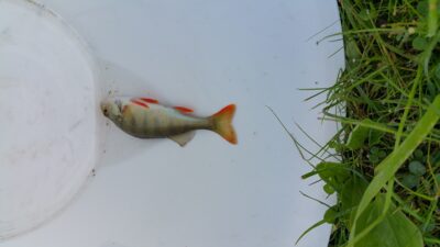 Eurasian perch, 0.1 kg — Graužės III-asis