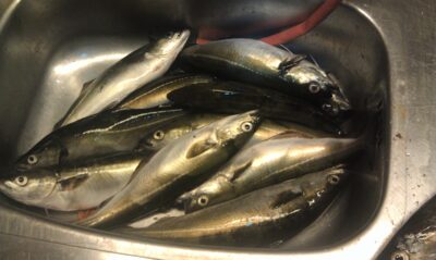 Mackerel, 0.9 kg — North Sea