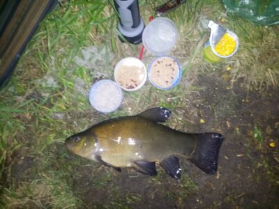 Tench, 1.0 kg