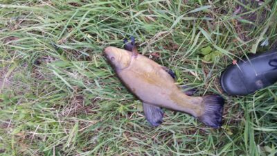 Tench — Daubarių