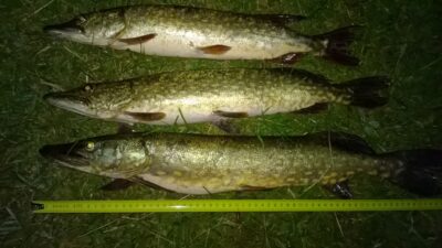 Northern Pike ×3 — Akmena