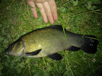Tench