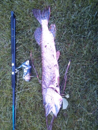 Northern Pike, 2.3 kg — Neman River