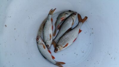 Roach ×4 — Graužės I-asis