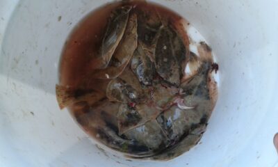 European plaice ×13
