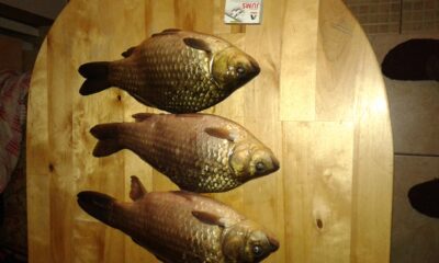 Crucian carp ×3