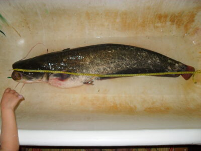 Wels catfish, 10.0 kg