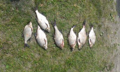 Carp bream ×7 — Čiaunas
