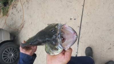 Pike perch, 3.7 kg — Veisiejis