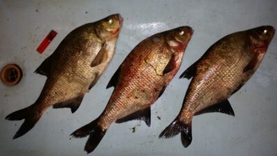 Carp bream ×3 — Neman River
