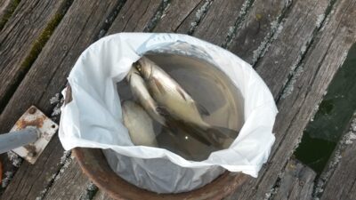 Carp bream ×10 — Ilgis