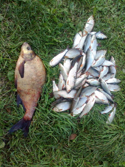 Carp bream, 2.2 kg — Čičirys