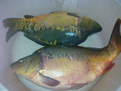 Carp, 5.0 kg